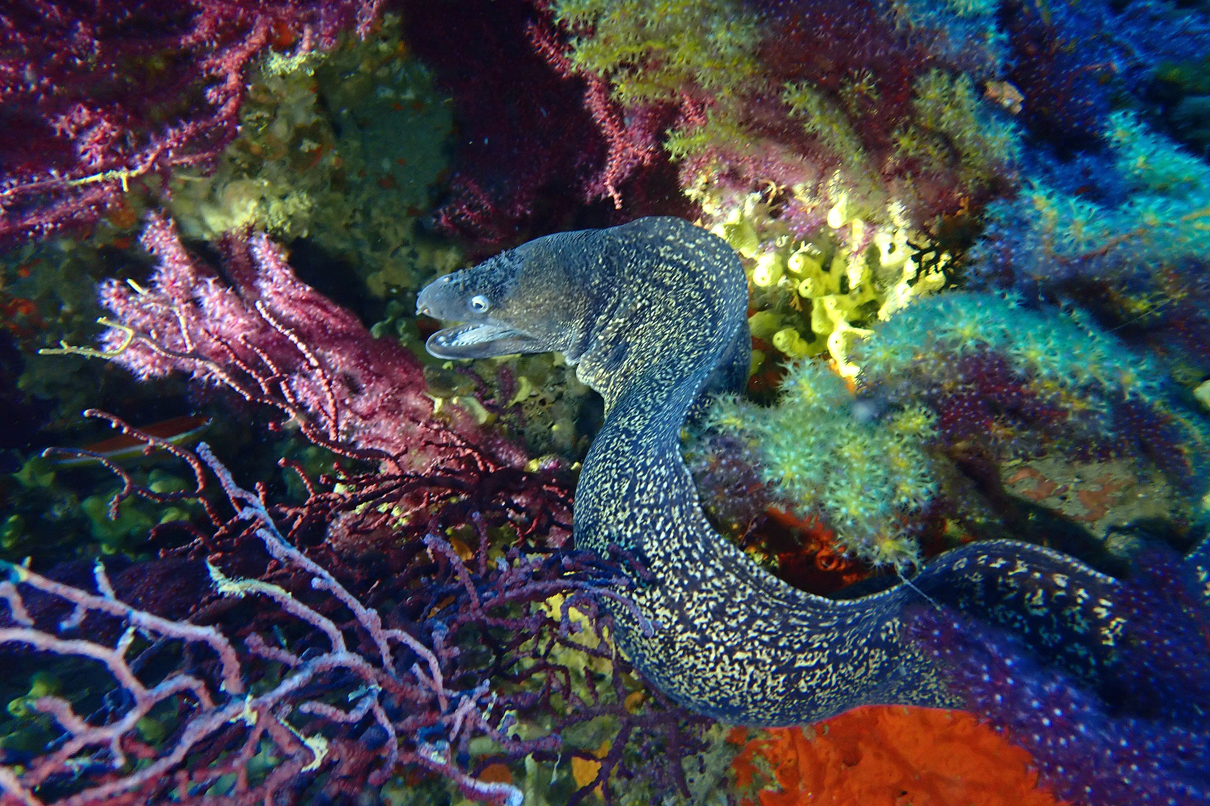 Moray eel on the Gorgons